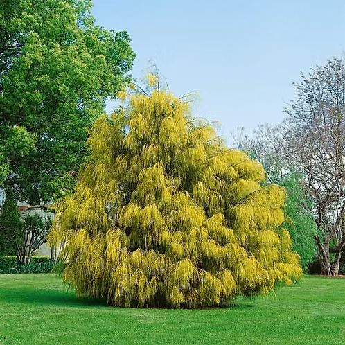 Cupressus macrocarpa ‘Coneybearii Aurea’ – Golden Monterey Cypress