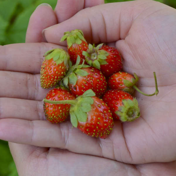 Fragaria x ananassa (Strawberry - Tristan)