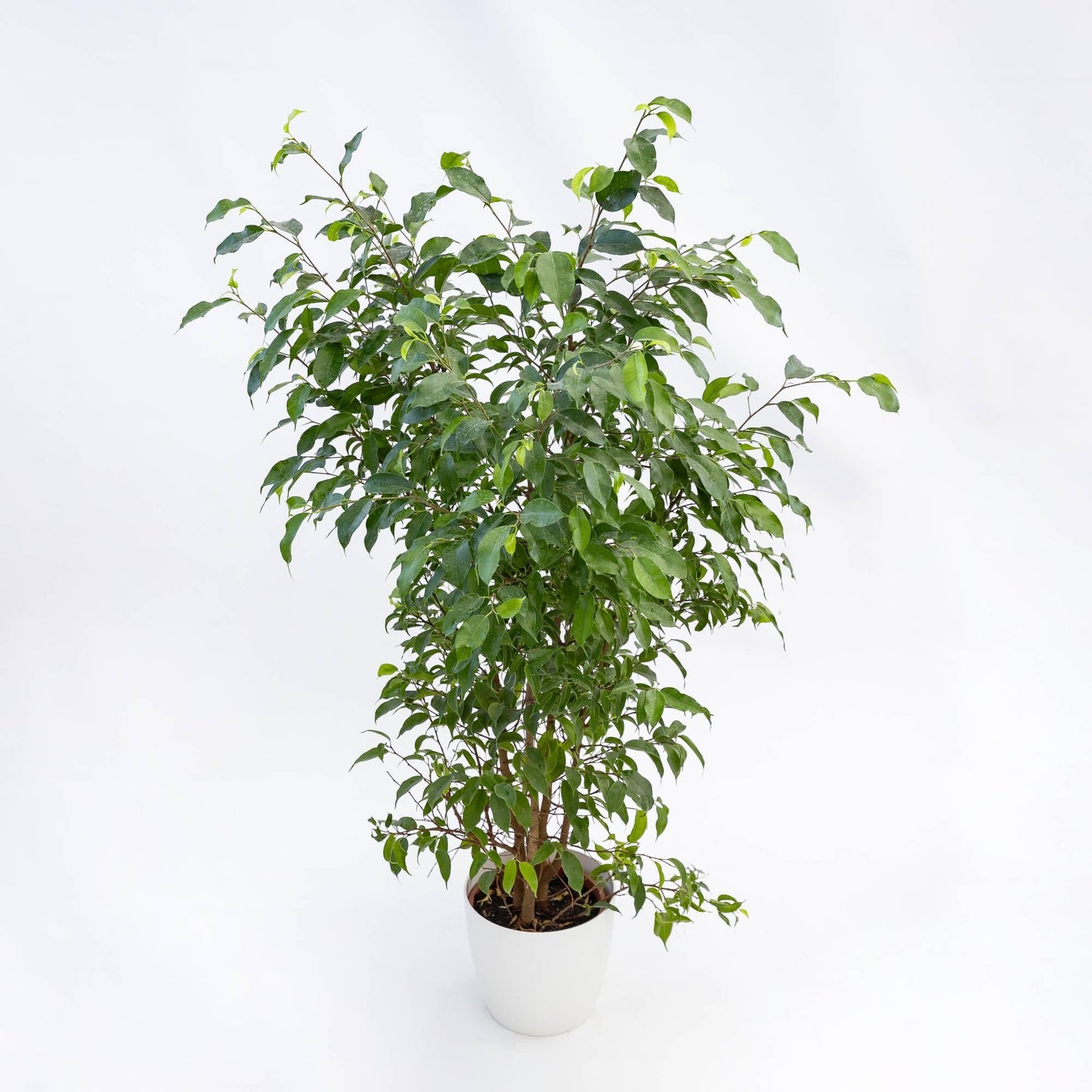 Ficus Benjamina ‘Natasja’ (Natasja Weeping Fig)