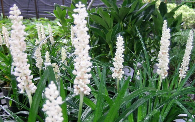 Liriope Muscari 'Munroe White' (White Liriope)