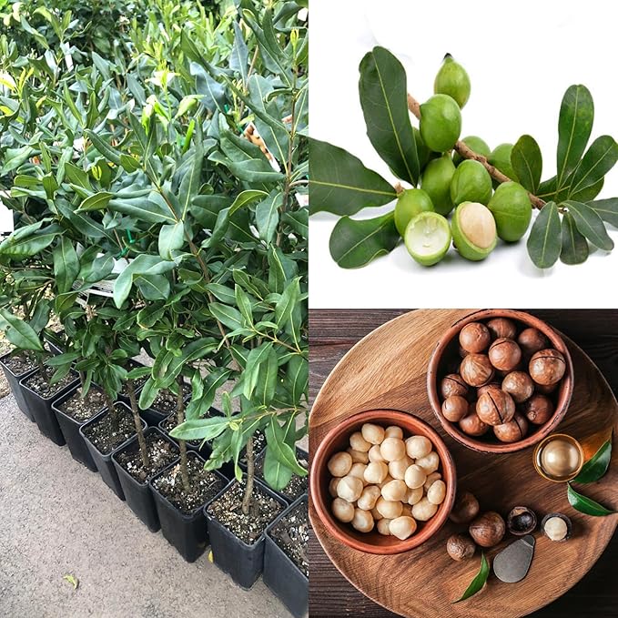 Macadamia Integrifolia (Macadamia Grafted)
