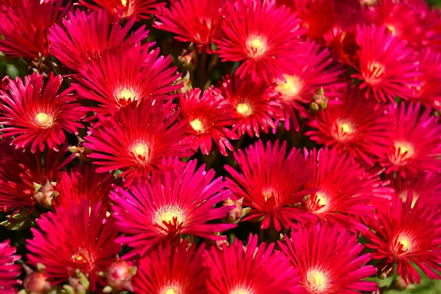Mesembryanthemum Spp. (Red Livingstone Daisy)