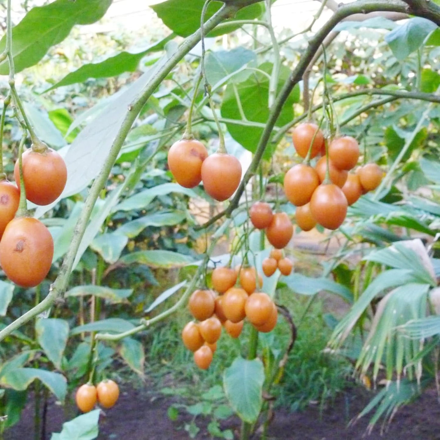 Solanum Betaceum (Tamarillo Tree Tomato)