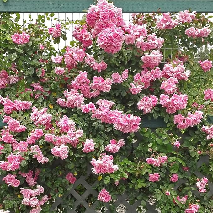 Rosa ‘Echo’ (Pink Climbing Rose)