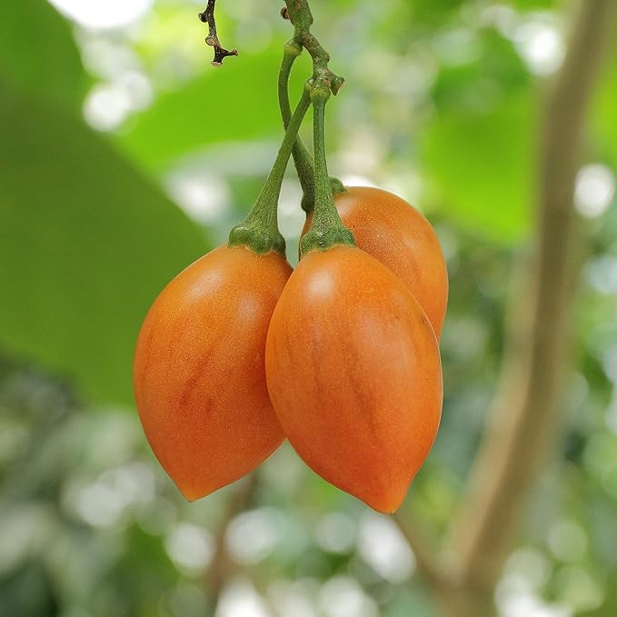 Solanum Betaceum (Tamarillo Tree Tomato)