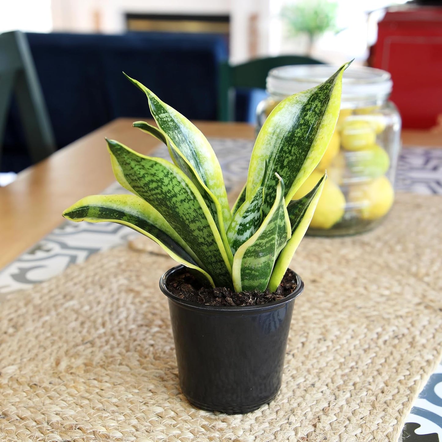 Sansevieria Trifasciata 'Superba' (Superba Snake Plant)