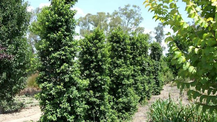 Syzygium Australe 'Straight And Narrow™'