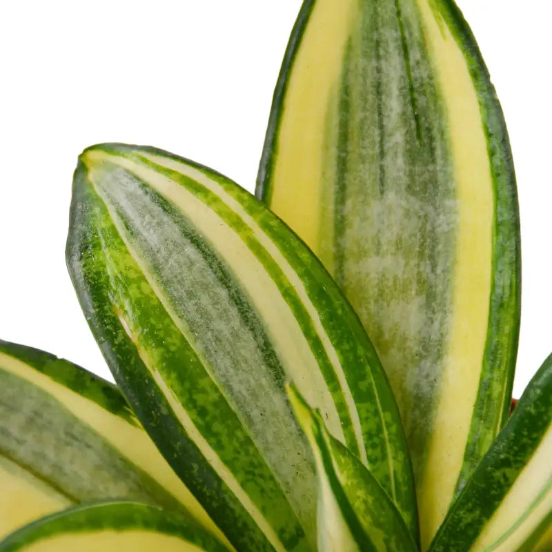 Sansevieria trifasciata ‘Hahnii Gold’ (Golden Bird’s Nest Snake Plant)