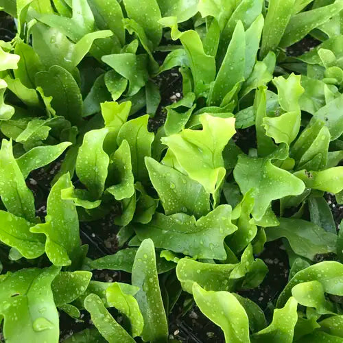 Microsorum punctatum Green Flame (USA PP17420) (Green Flame)