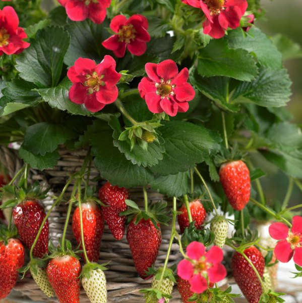 Fragaria x ananassa (Strawberry - Tristan)