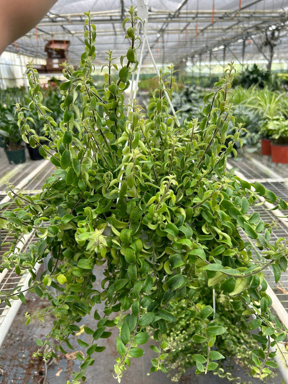 Aeschynanthus Radicans 'Curly' (Curly Lipstick Plant)