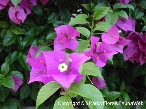 Bougainvillea Glabra ‘Magnifica’ (Magnifica Bougainvillea)