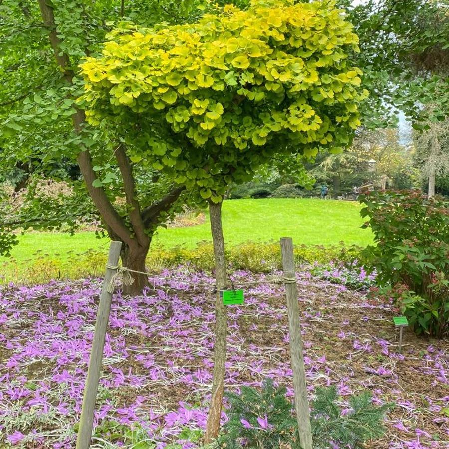 Ginkgo Biloba 'Mariken' (Mariken Dwarf Ginkgo)