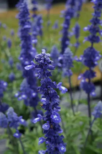 Salvia ‘Sallyfun Blue’ (SALLYFUN™ Blue Lagoon Sage)
