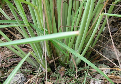 Cymbopogon citratus (Lemon Grass)