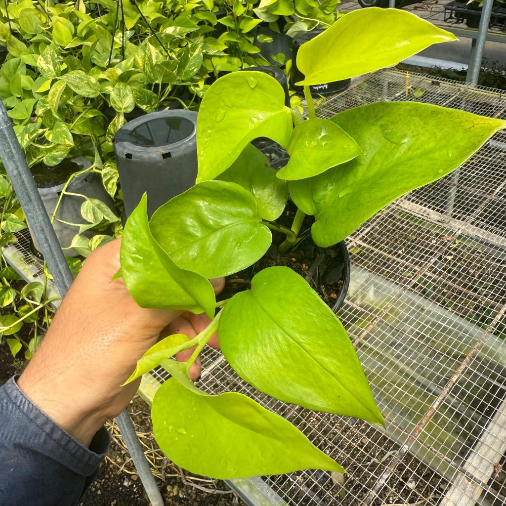 Epipremnum aureum Goldilocks (Golden Pothos)