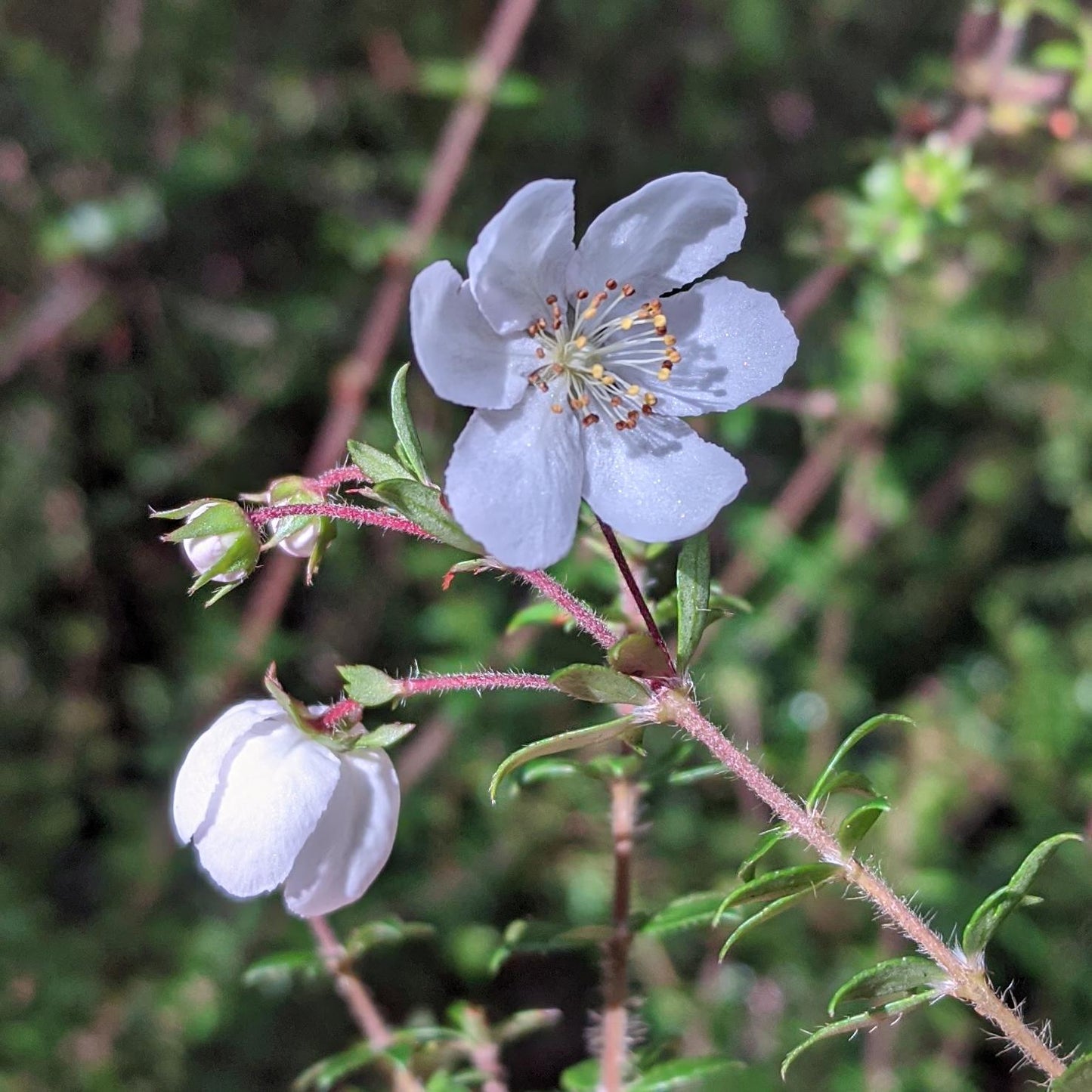 Bauera Rubioides ‘Prostrate White’ (Prostrate White River Rose)
