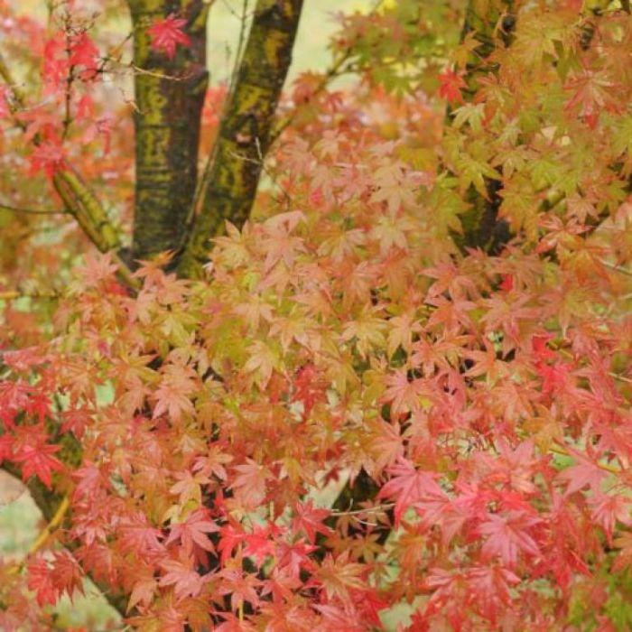 Acer Palmatum 'Polymorphum' (upright)