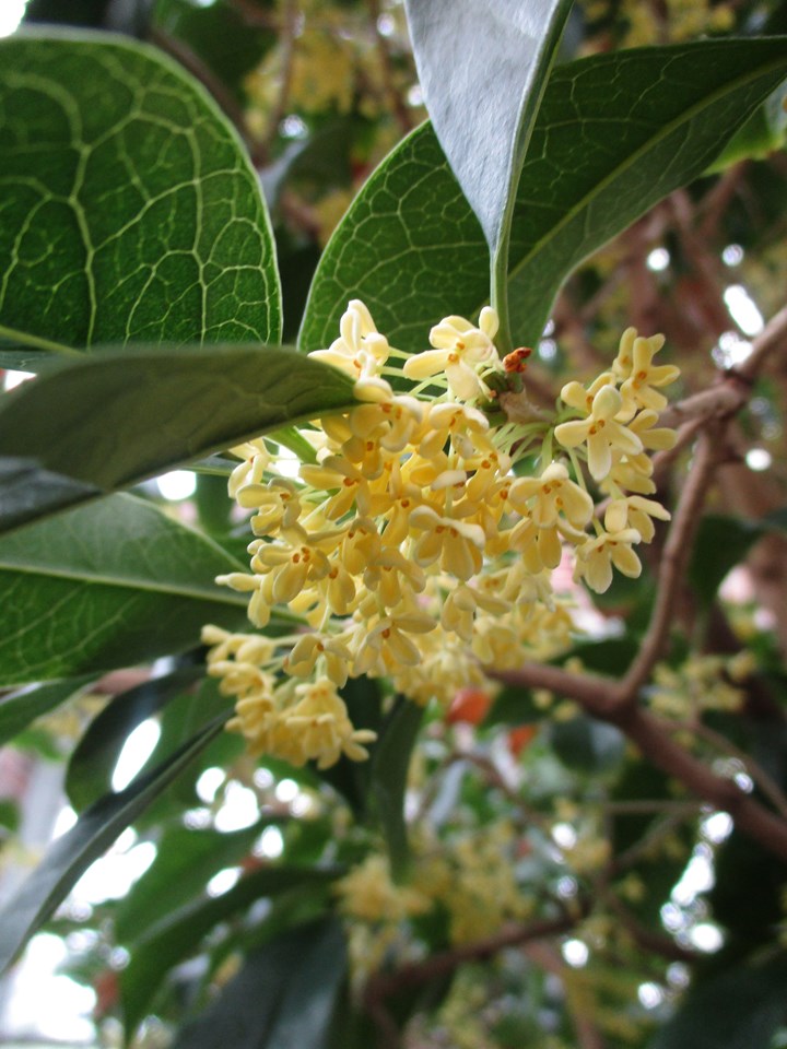 Osmanthus fragrans (Fragrant Olive)