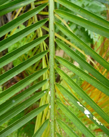 Phoenix roebelenii (Miniature Date Palm)