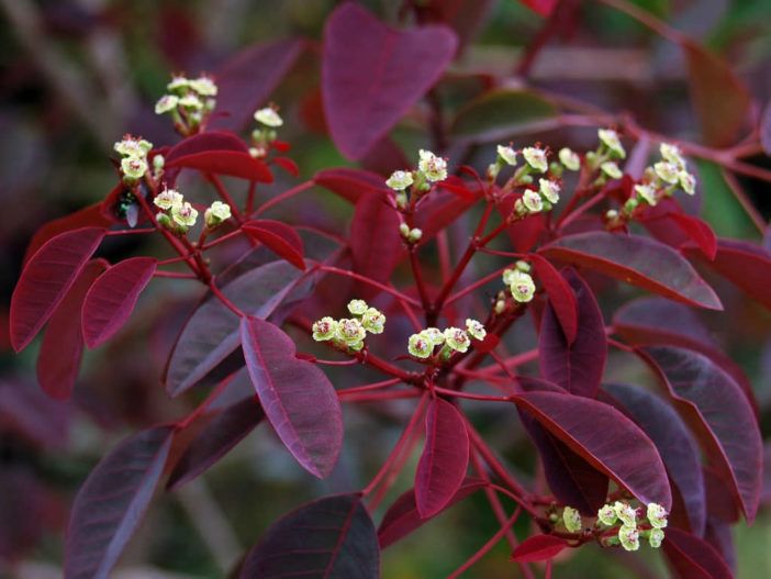 Euphorbia Cotinifolia (Caribbean Copper Plant)