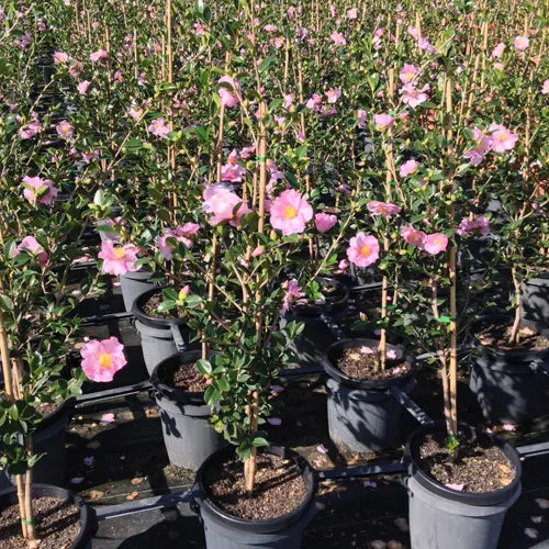 Camellia Sasanqua 'Plantation Pink'