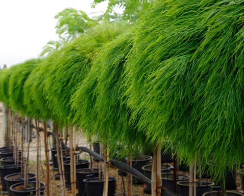 Acacia cognata ‘Limelight’ PBR – Limelight Standards