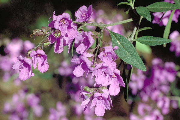 Prostanthera ovalifolia – Mint Bush
