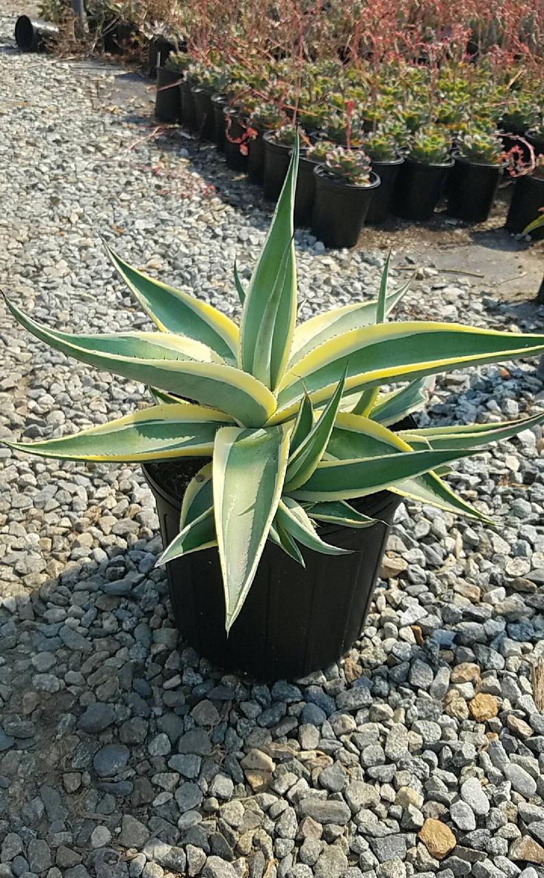 Agave Guiengola ‘Creme Brulee’ (Creme Brulee Agave)