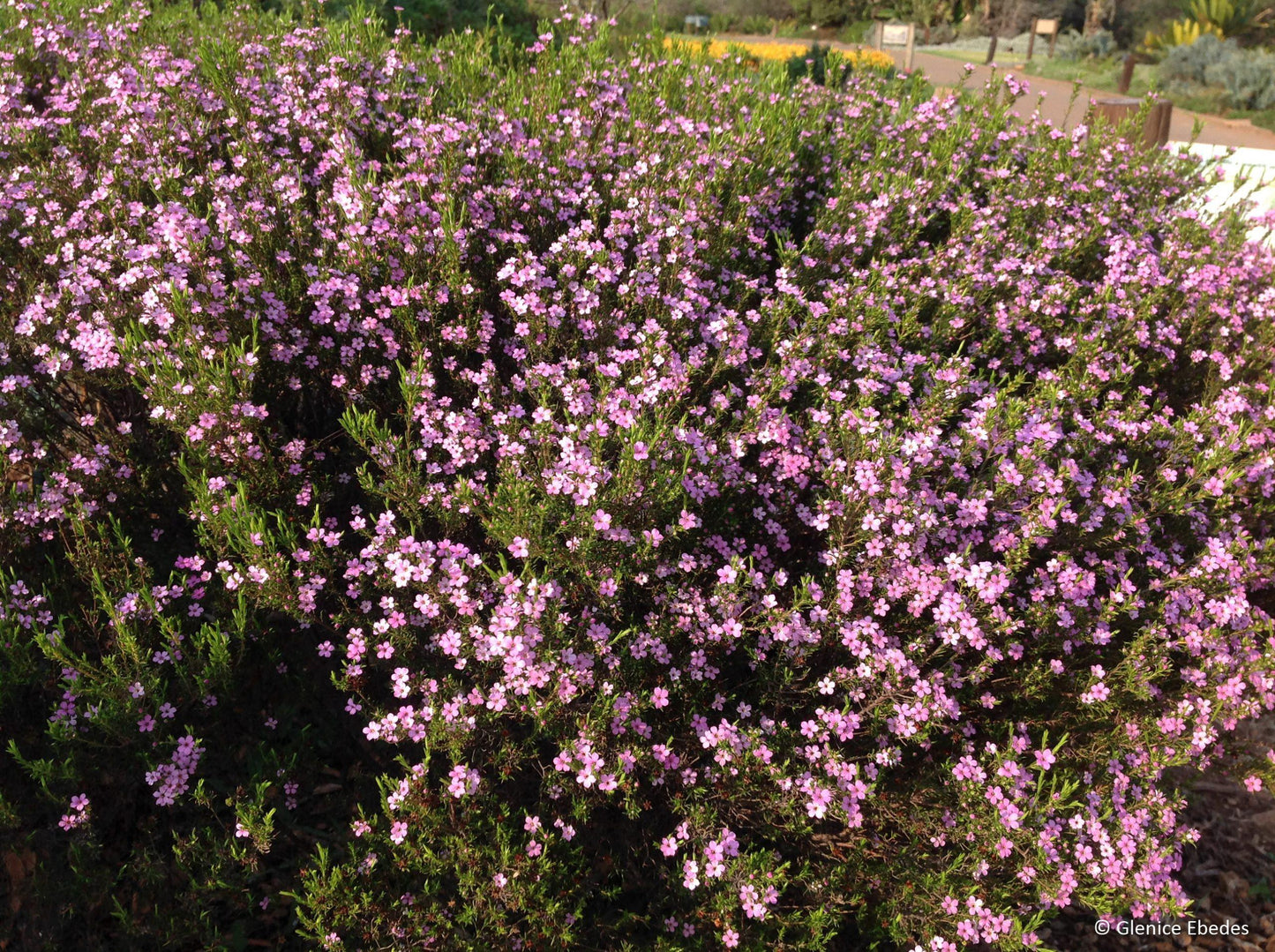 Coleonema Pulchellum ‘Dwarf Pink’ (Dwarf Pink Breath Of Heaven)