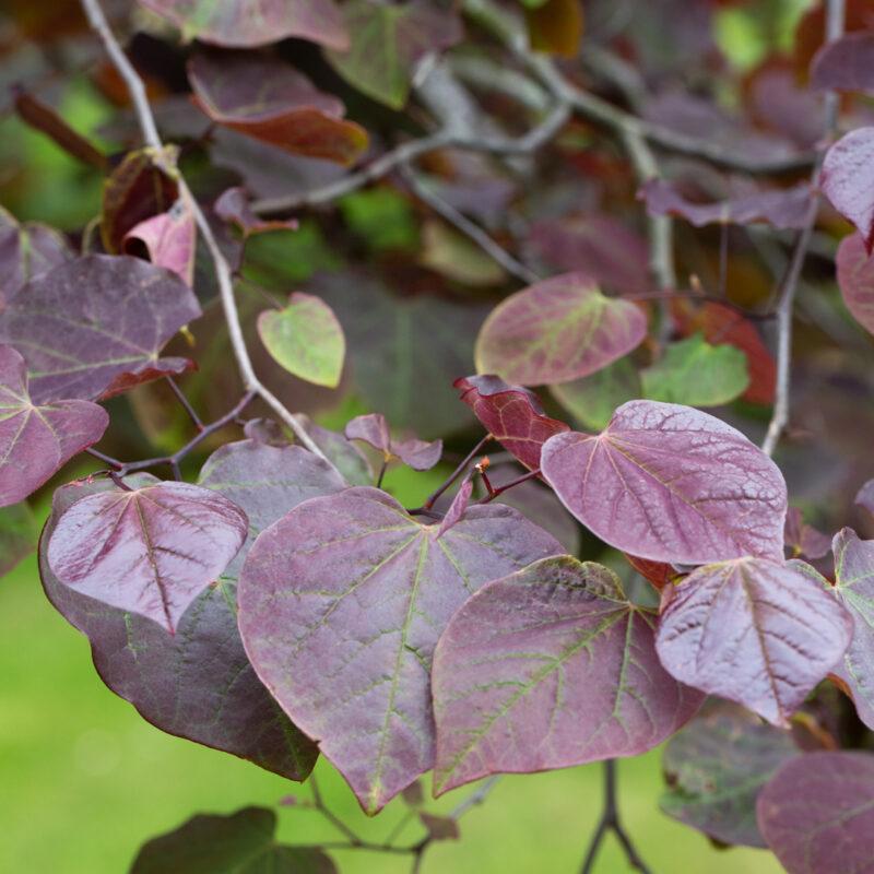 Cercis Canadensis Ruby Falls (Eastern Redbud)