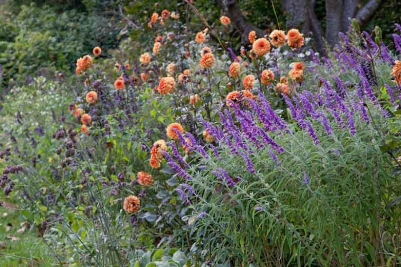 Salvia leucantha ‘Purple’ (Purple Mexican Bush Sage)