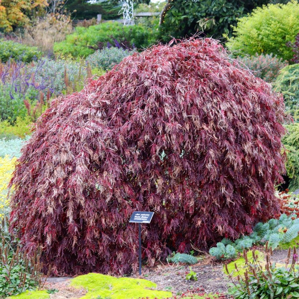 Acer Palmatum Dissectum 'Inaba Shidare' (Weeping Japanese Maple)
