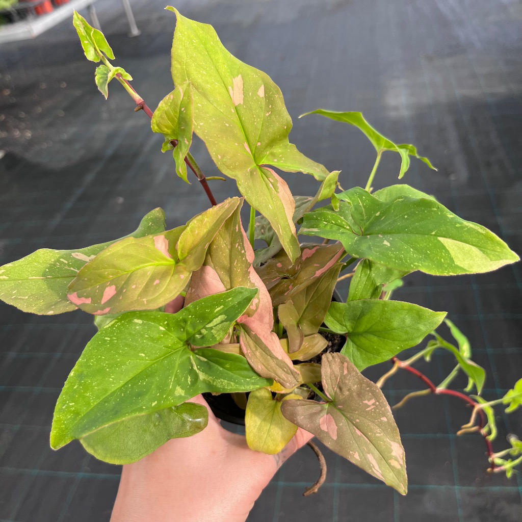 Syngonium ‘Pink Splash’ (Pink Arrowhead Vine)