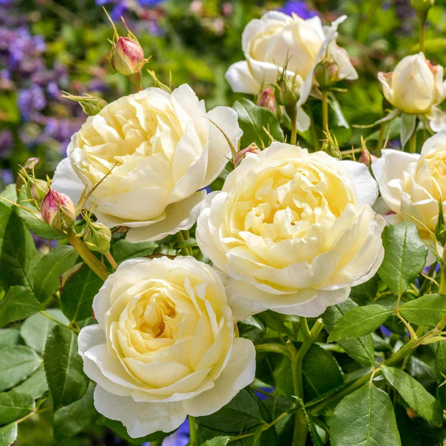 Rosa 'Vanessa Bell' (Vanessa Bell Rose)