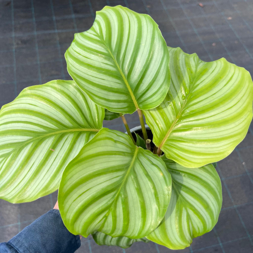 Goeppertia (Calathea) orbifolia (Calathea orbifolia)