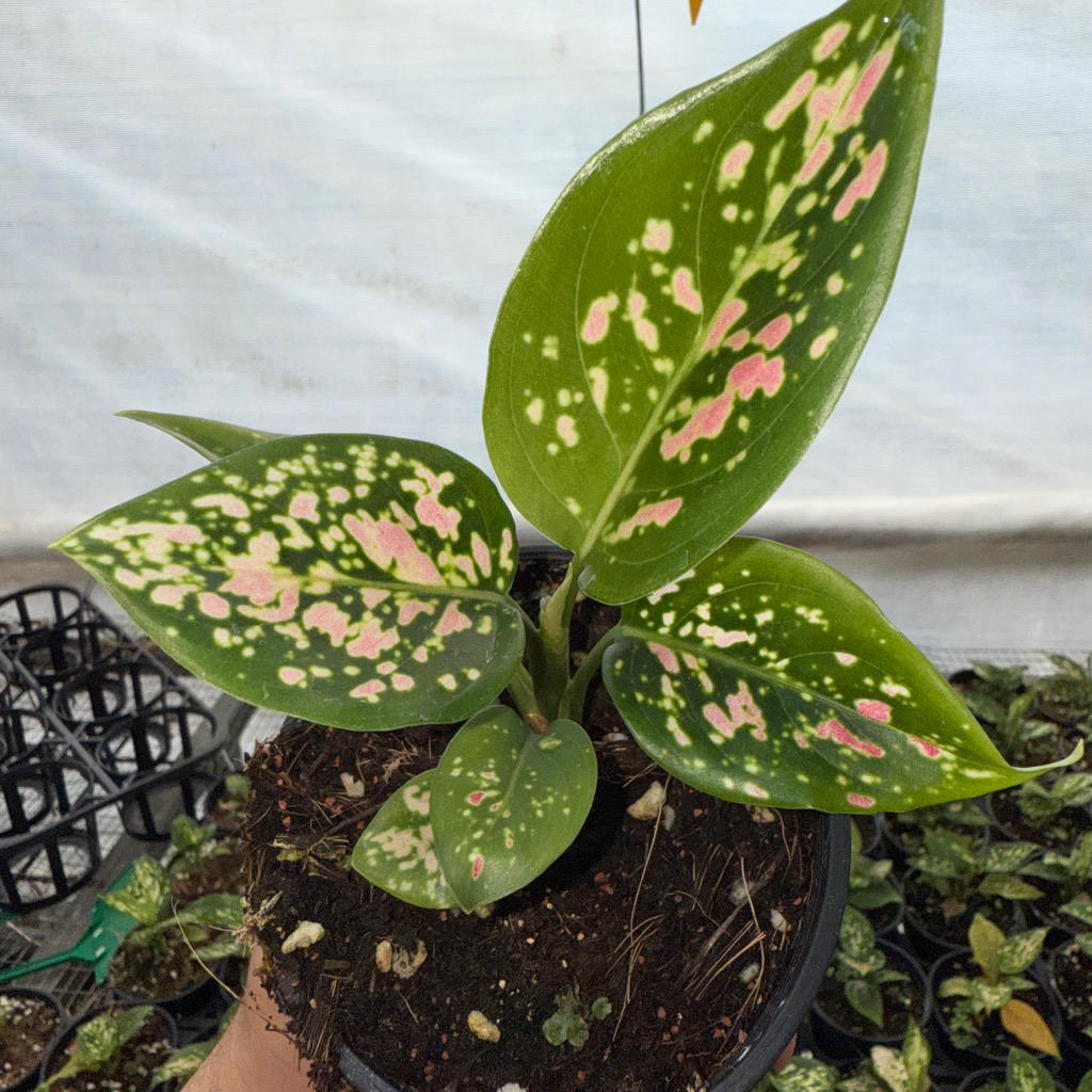 Aglaonema ‘Lady Valentine’ (Chinese Evergreen)