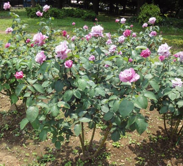 Rosa ‘Charles De Gaulle’ (Charles De Gaulle Hybrid Tea Rose)