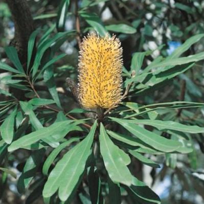 Detailed view of the pale yellow flower spike of Banksia Integrifolia, highlighting its unique, textured form and soft yellow tones.