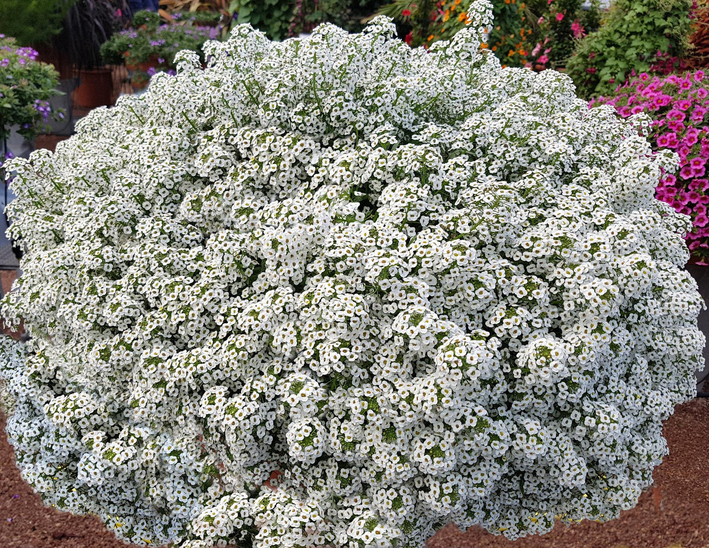Lobularia Maritima (White Sweet Alyssum