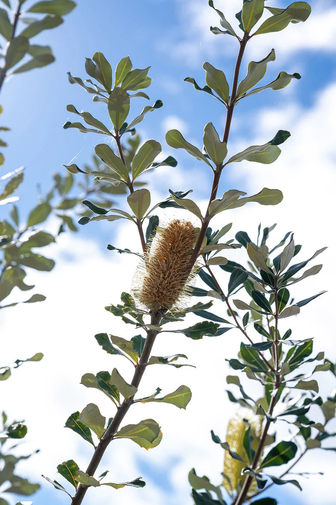 Another close-up of Banksia Integrifolia’s pale yellow flower spike, capturing the intricate details and vibrant colour.