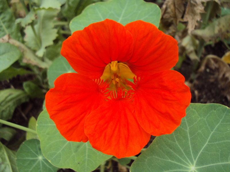 Tropaeolum Majus (Flaming Red Nasturtium)