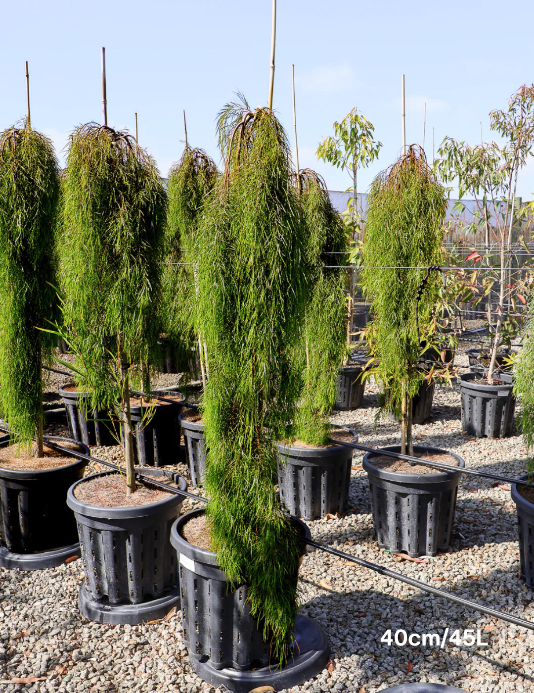 Acacia Cognata ‘Waterfall’™ Standard (River Wattle)