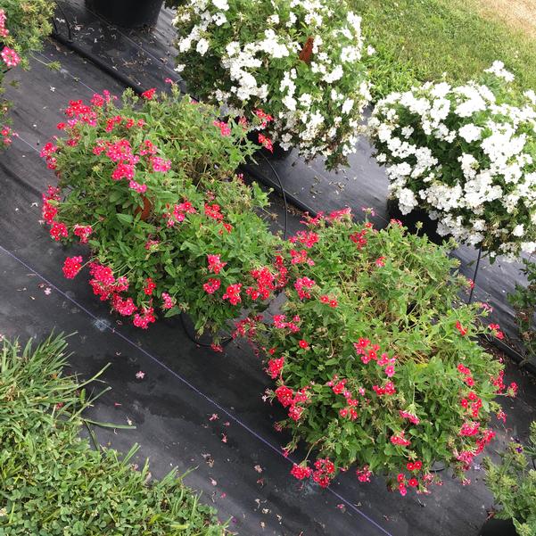 Verbena peruviana (Verbena Cadet Upright™ Red)