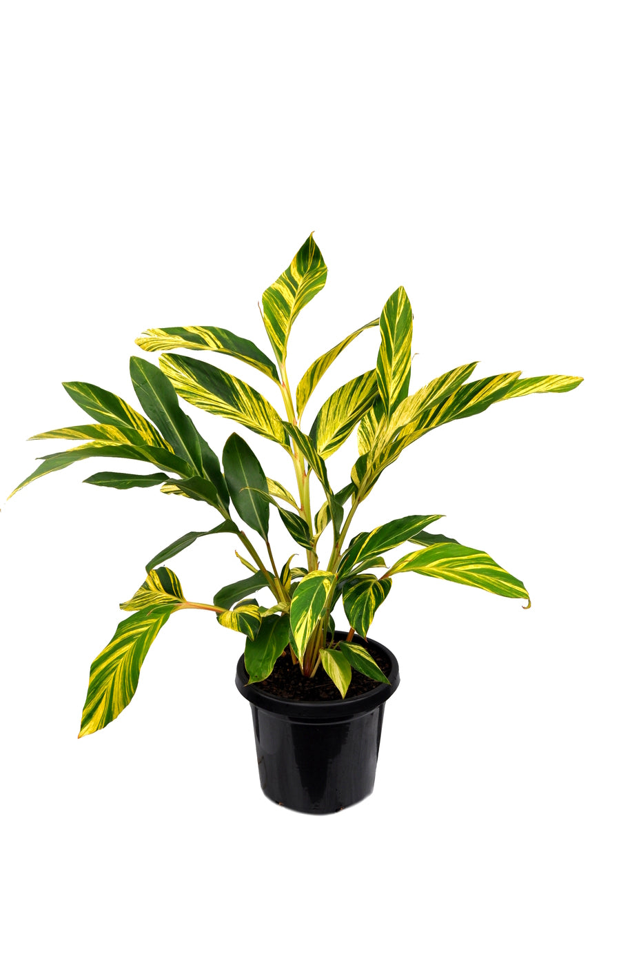 Alpinia Zerumbet 'Variegata' (Variegated Shell Ginger)