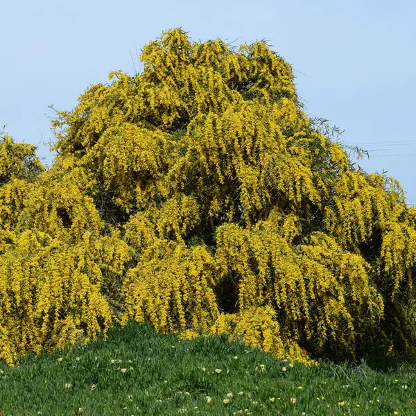 Acacia Saligna (Golden Wreath Wattle)