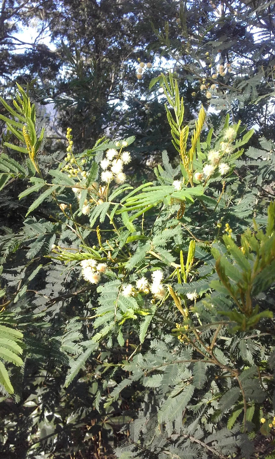 Acacia Irrorata (Green Wattle)