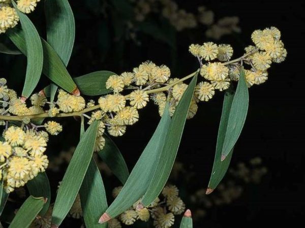 Acacia melanoxylon (Blackwood)