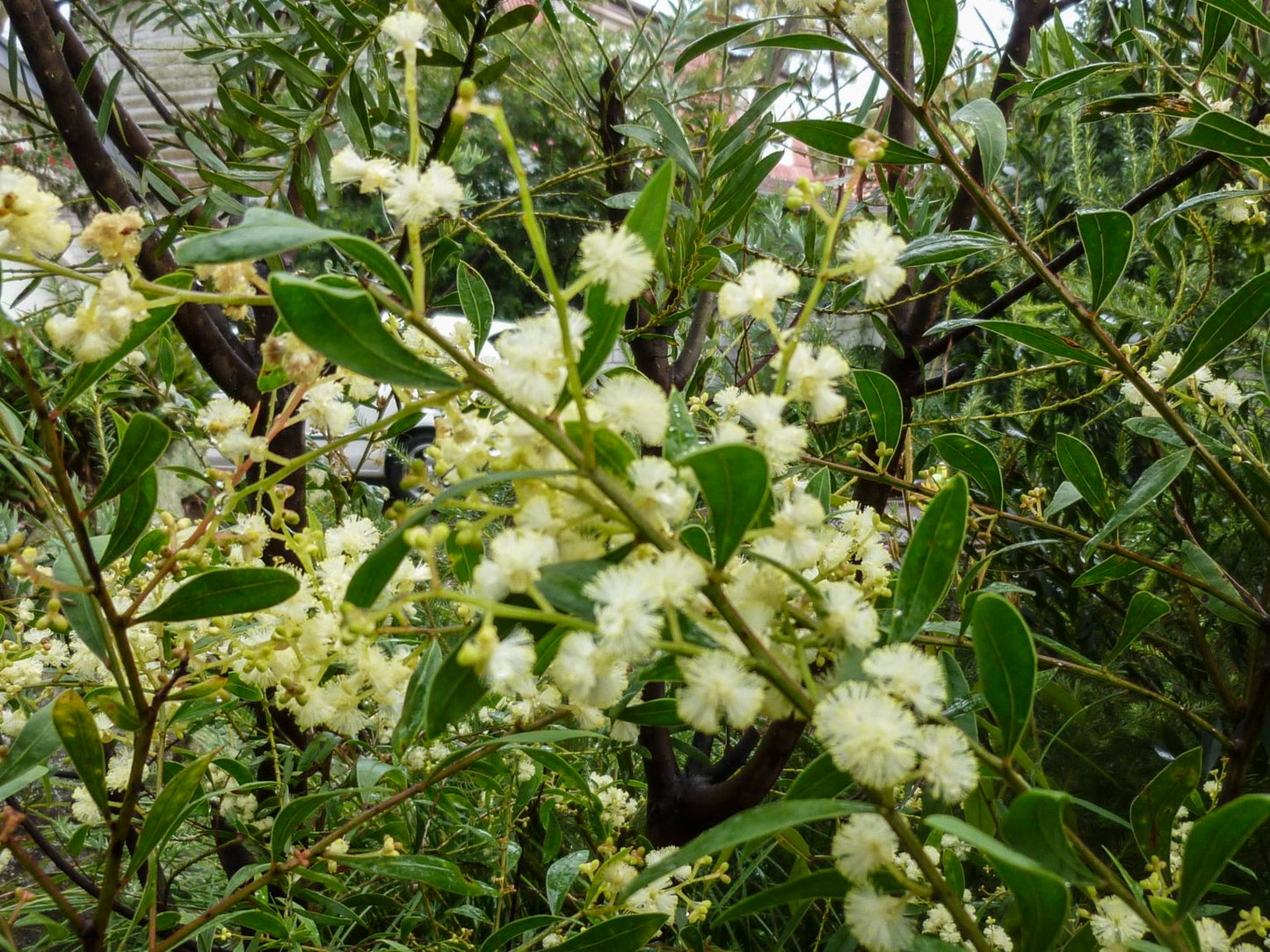 Acacia myrtifolia (Myrtle Wattle)