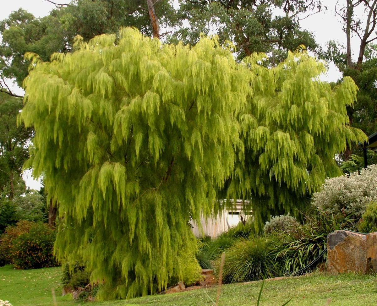 Acacia Cognata ‘Lime Magik’